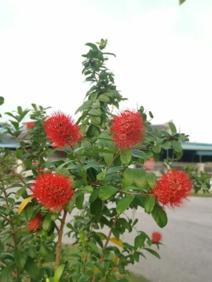 Combretum rouge